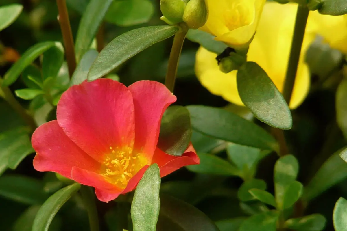 Portulaca grandiflora