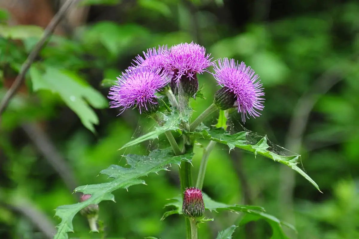 Cirsium japonicum