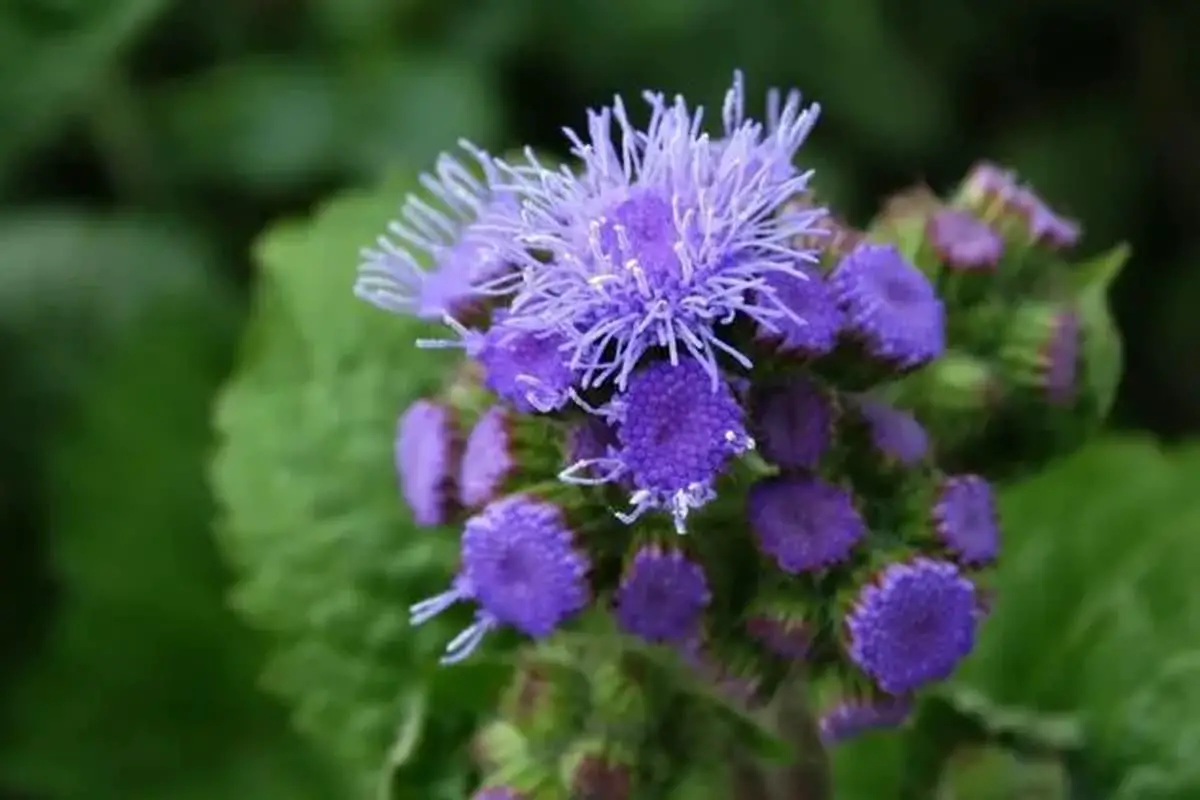 Agastache rugosa