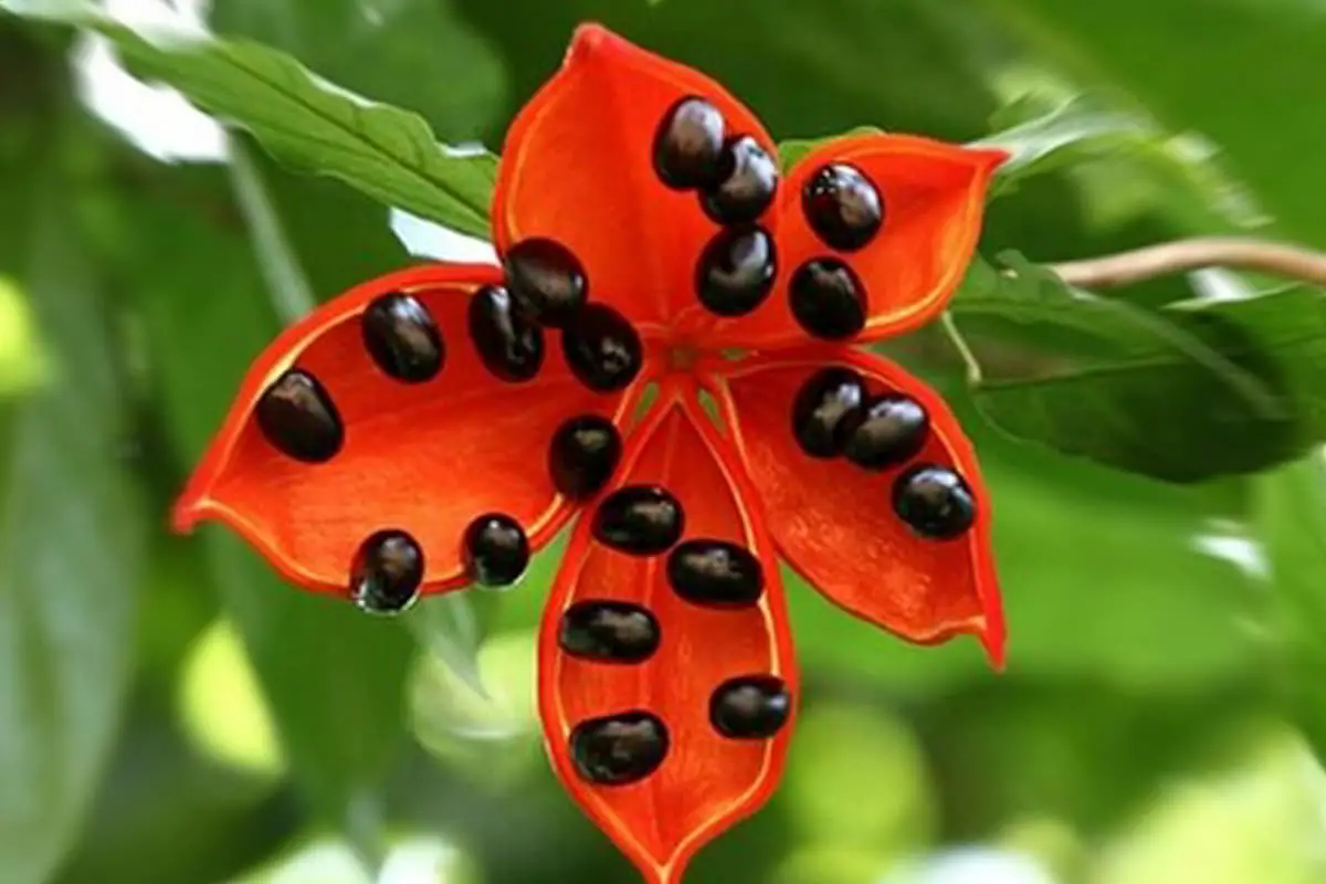 Sterculia monosperma