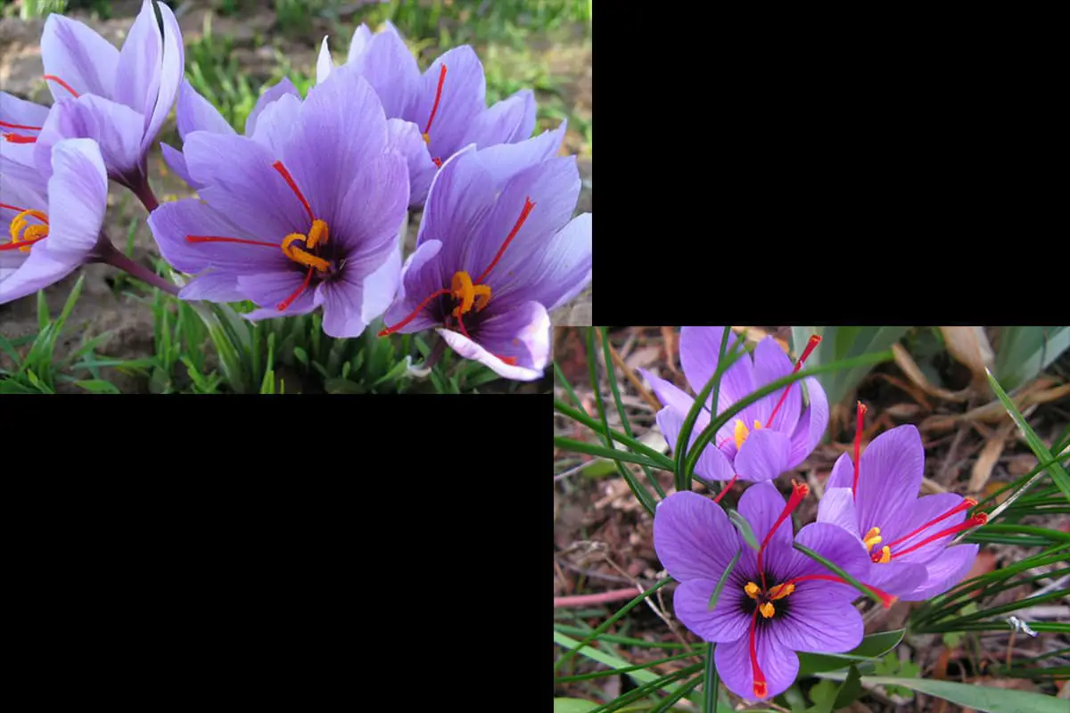 Crocus sativus
