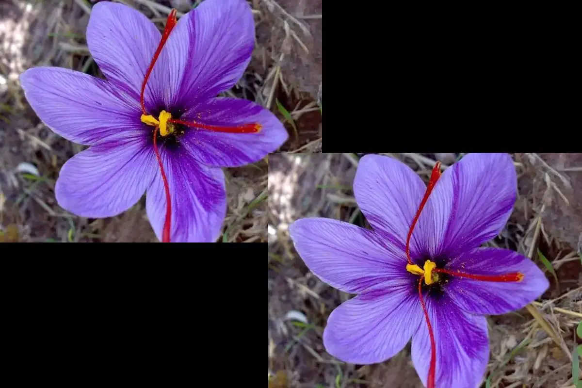 Crocus sativus