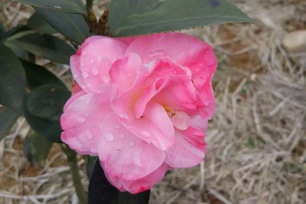 Rhododendron anthopogonoides