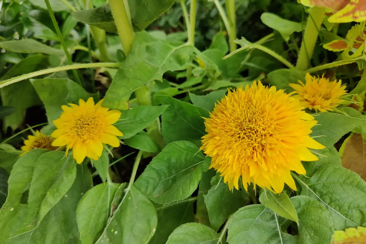 Helianthus annuus