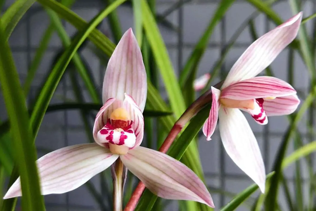 Cymbidium tortisepalum Fukuyama