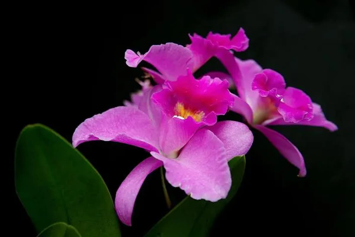 Cattleya hybrida