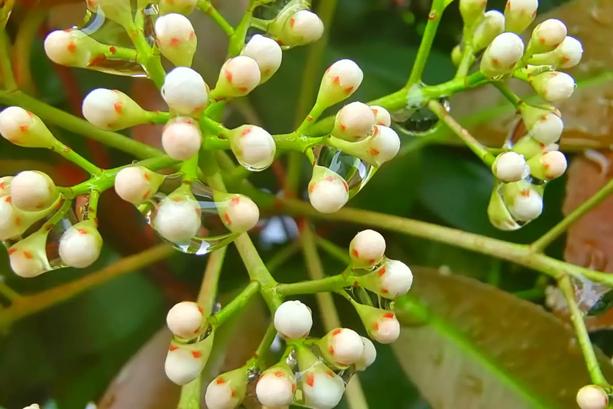 Photinia serratifolia