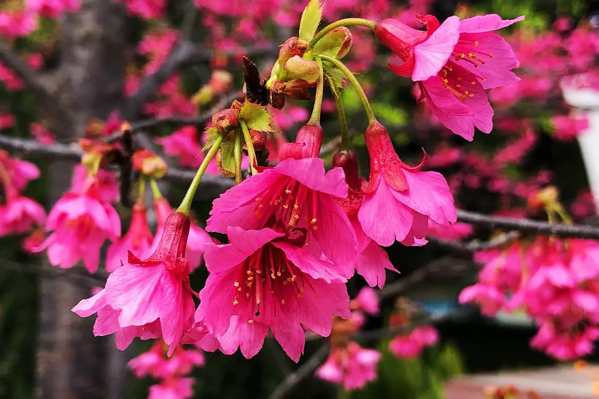 Cerasuscampanulata(Maxim.)