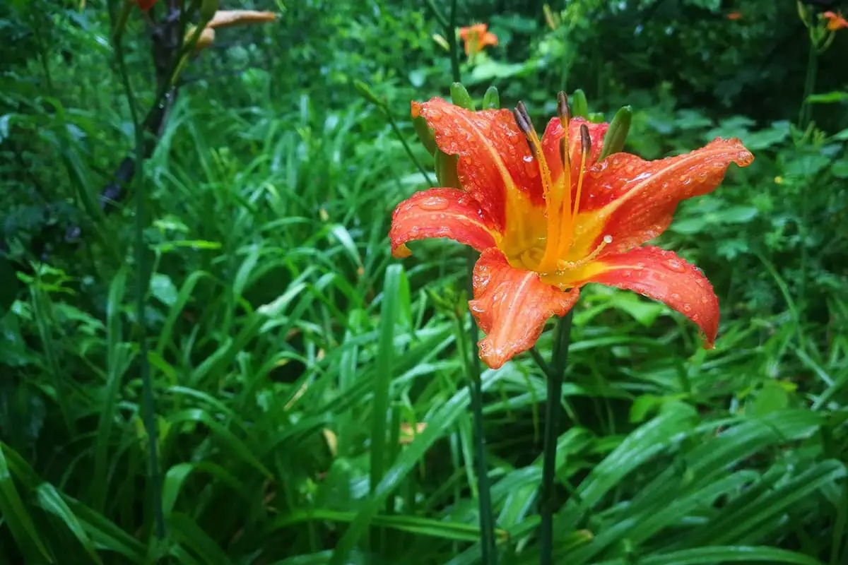 Lilium distichum Nakai
