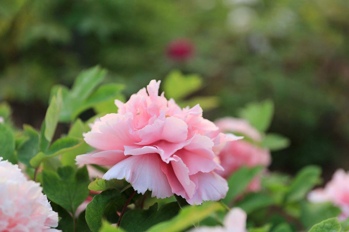 Nymphaea 'Peónia cor-de-rosa