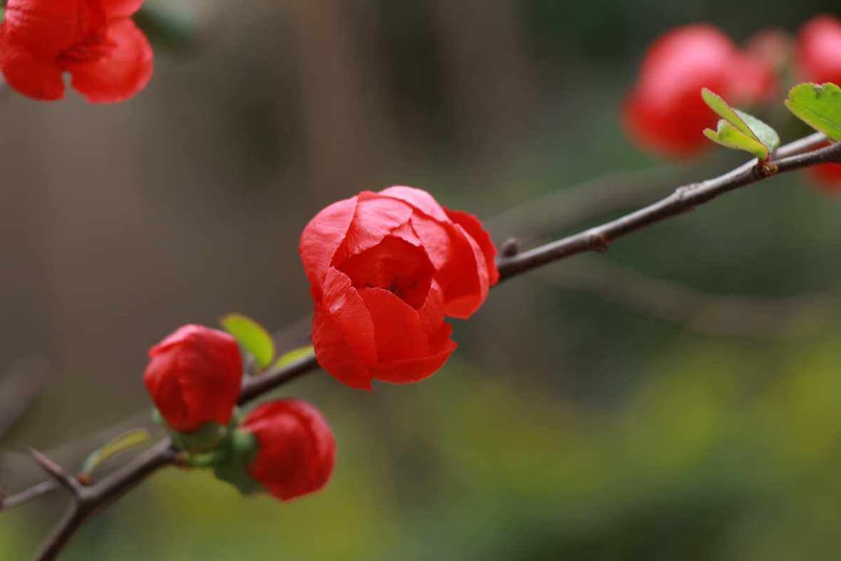 Chaenomeles japonica