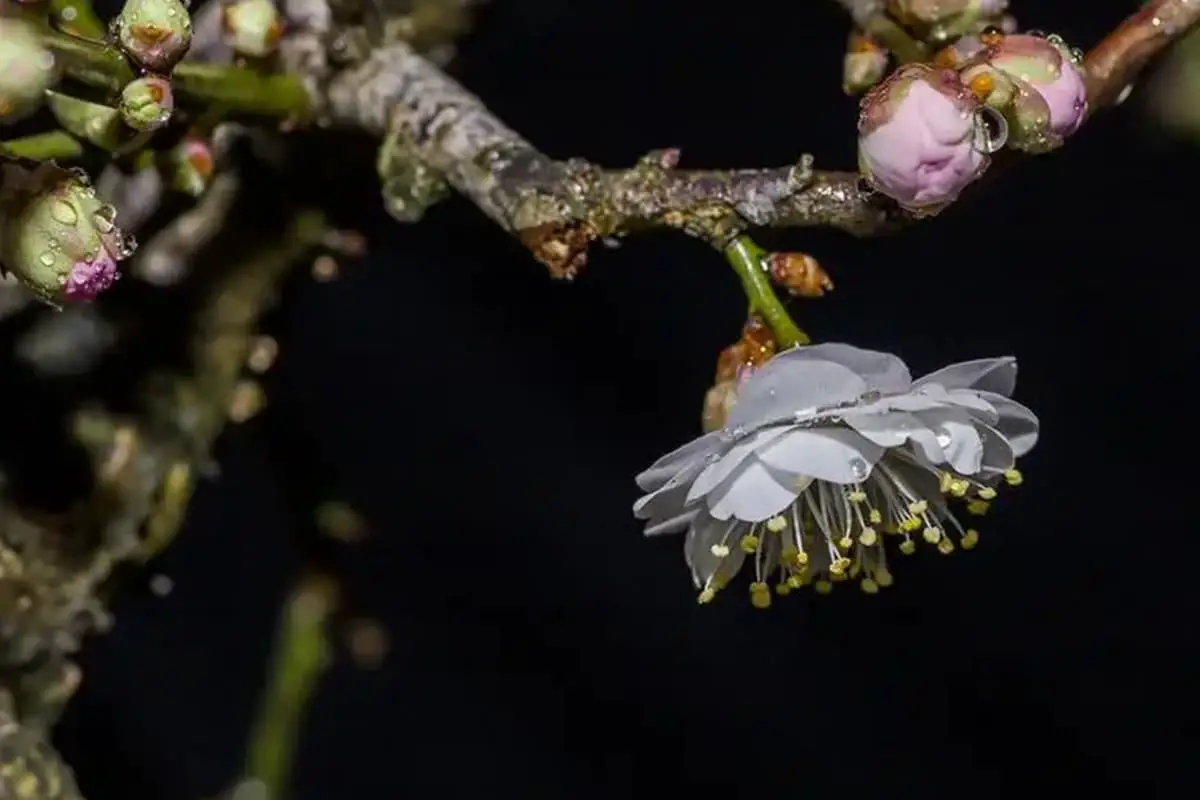 Prunus mume albo-plena