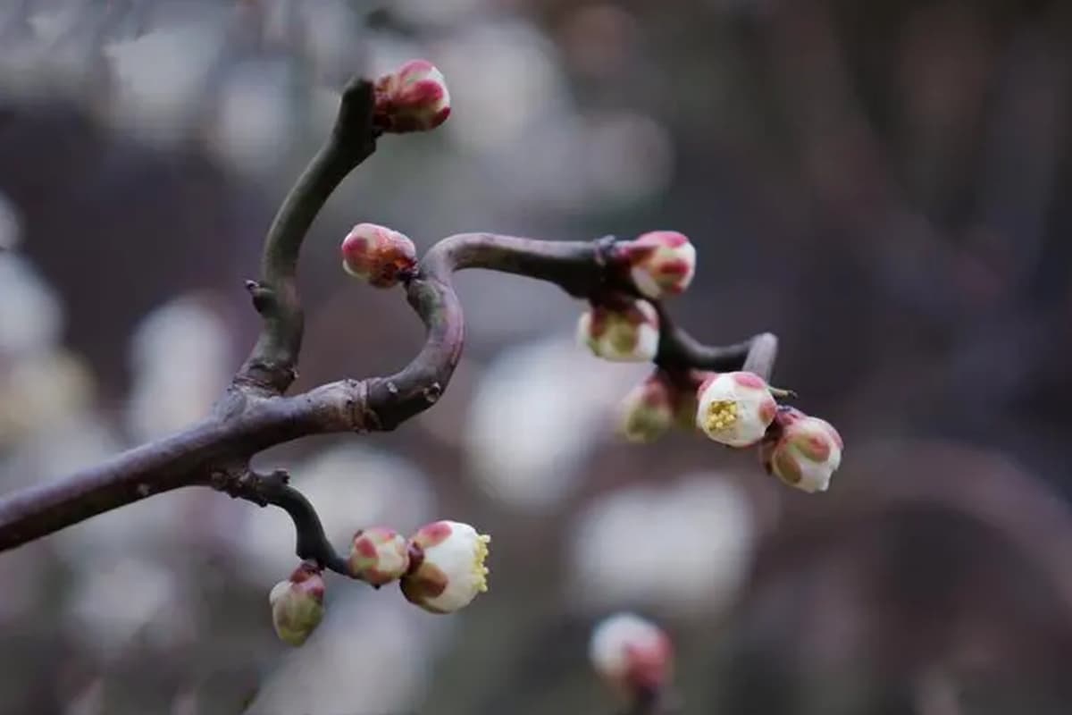 Armeniaca mume tortuosa