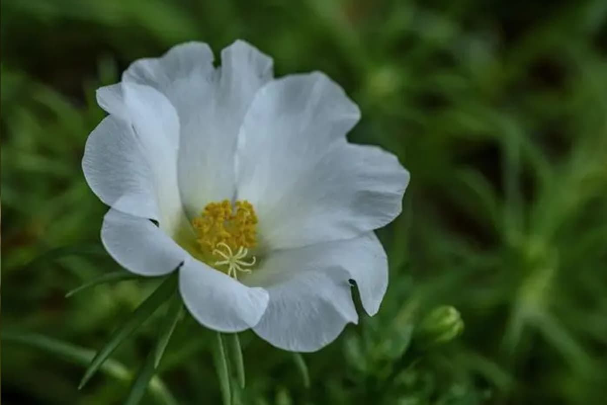 Portulaca grandiflora