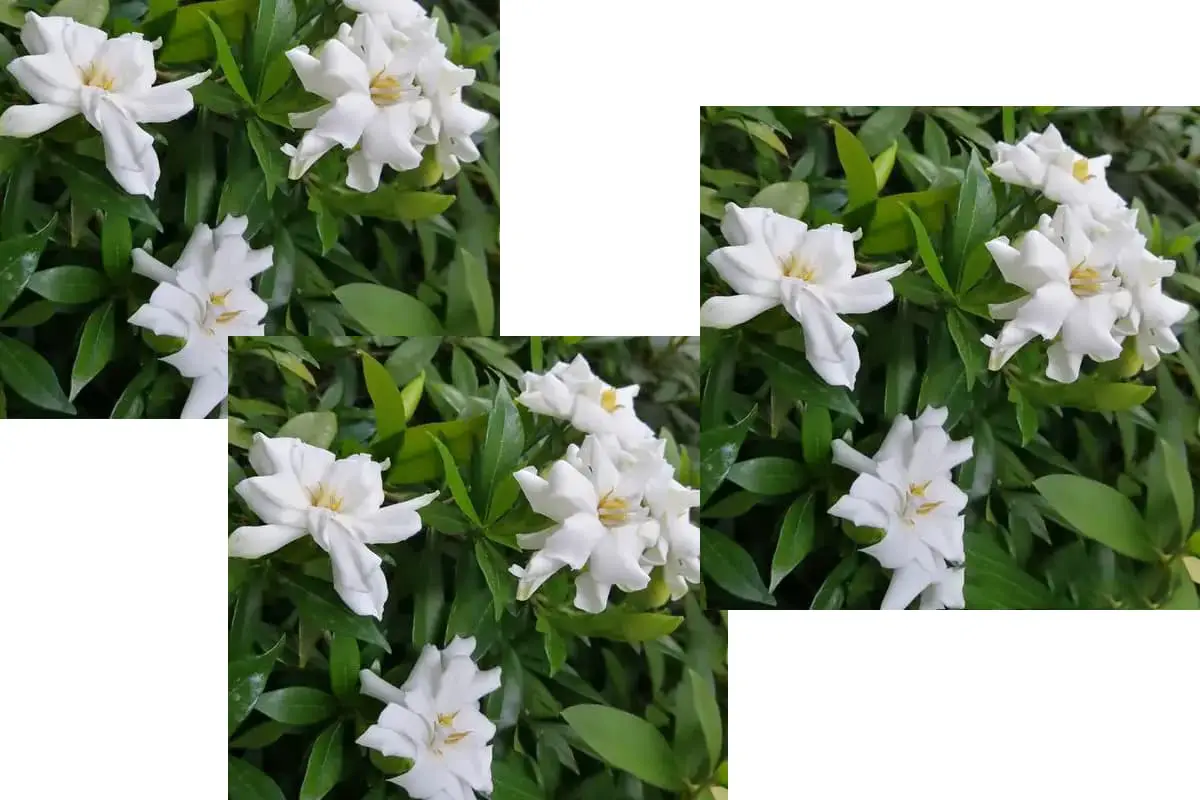 Gardenia stenophylla