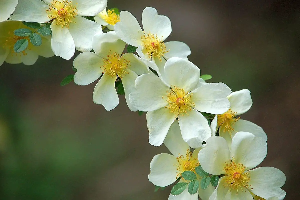 Rosa xanthina Lindl