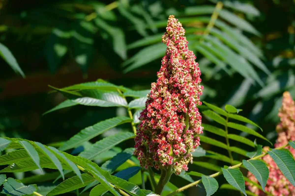 Rhus Typhina