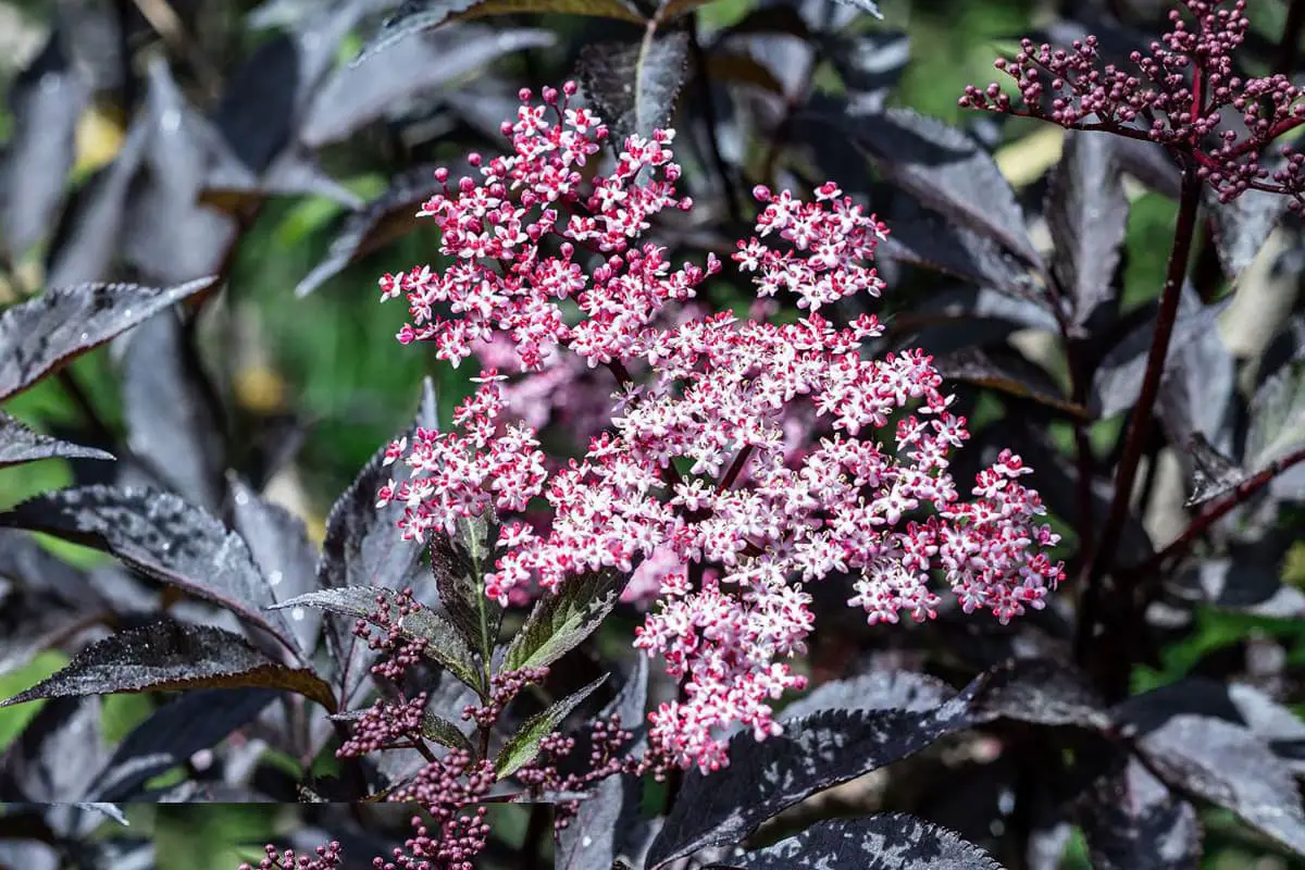 Sambucus williamsii