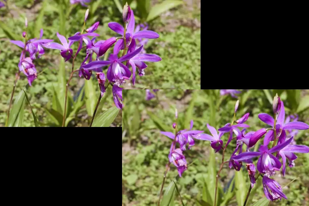 Bletilla striata