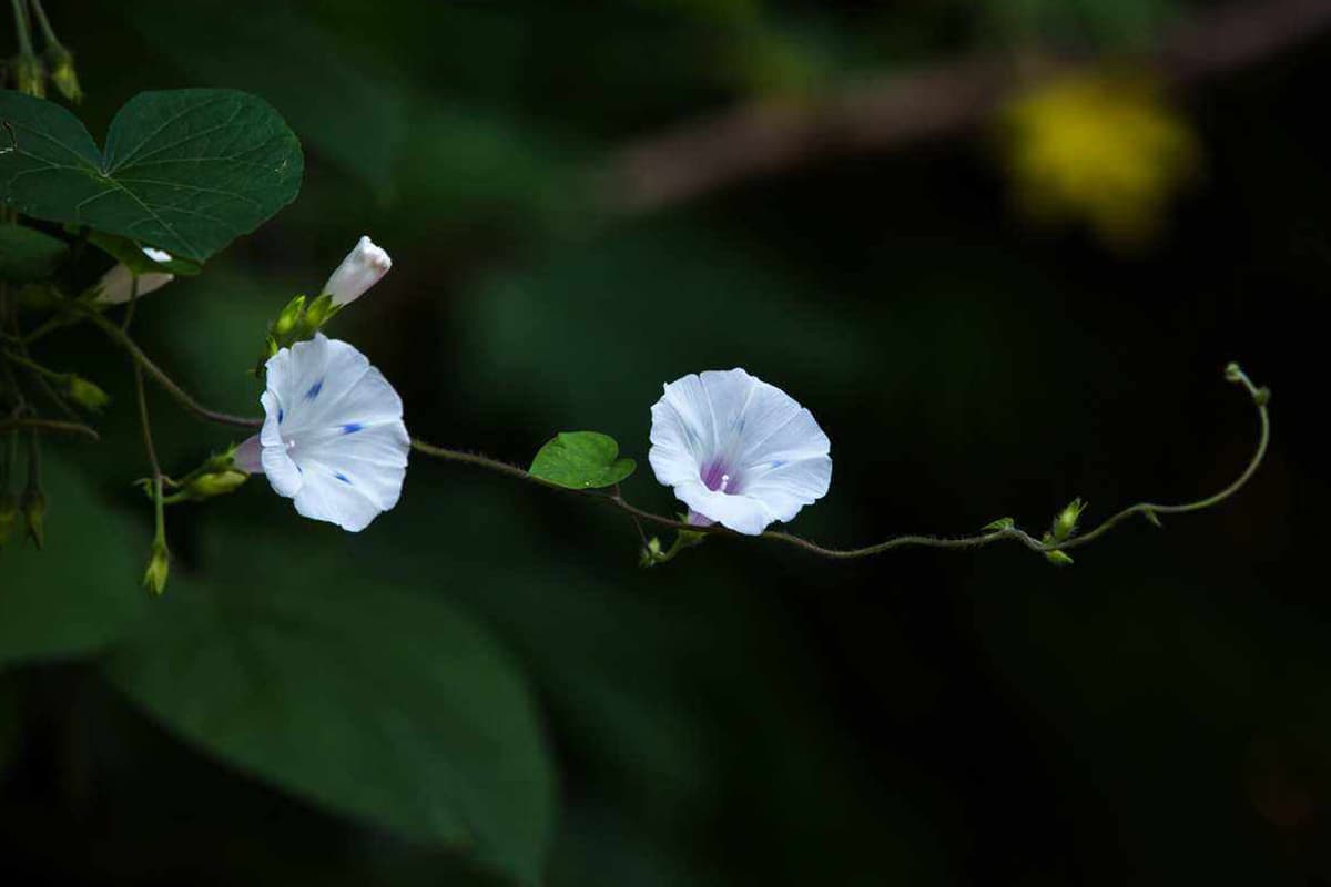Ipomoea nil