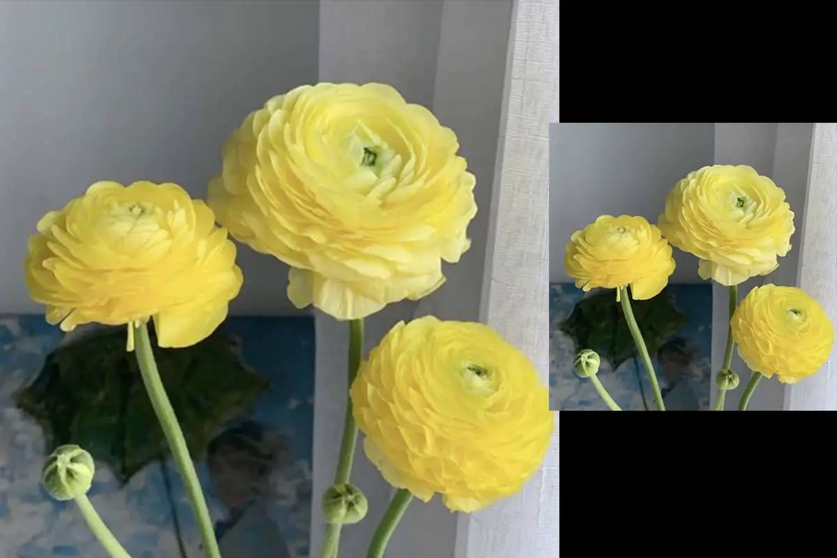 Ranunculus asiaticus