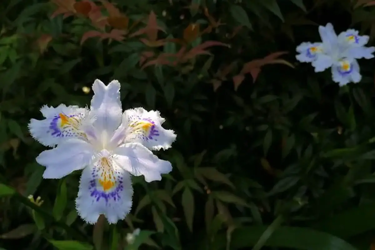Iris japonica