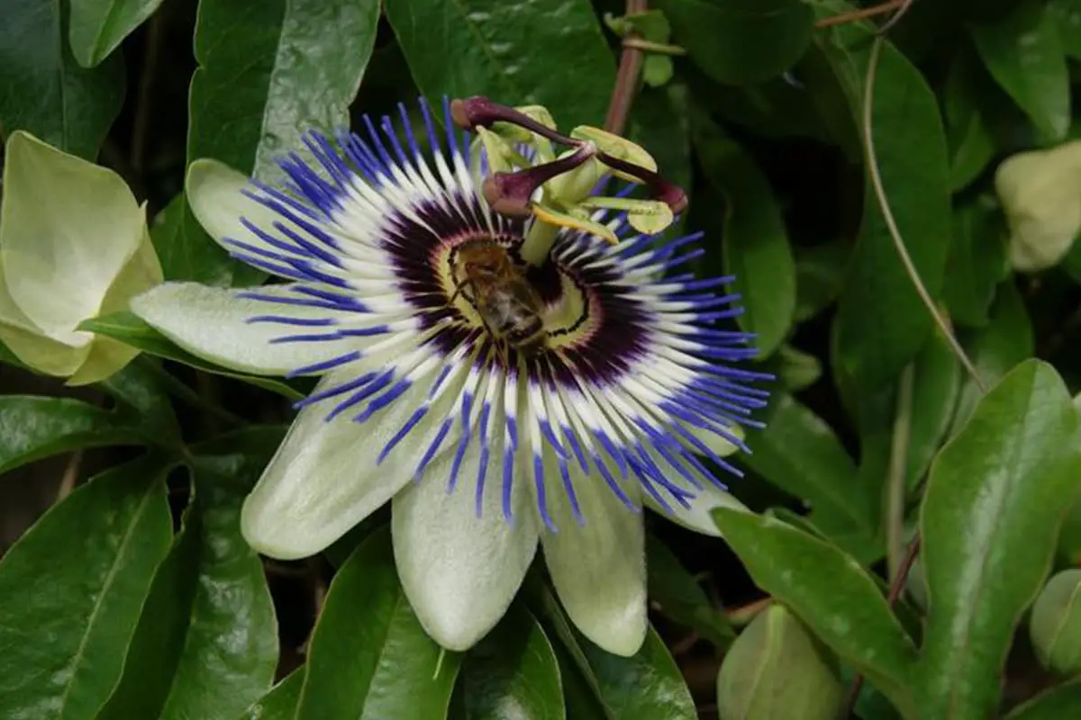 Passiflora caerulea