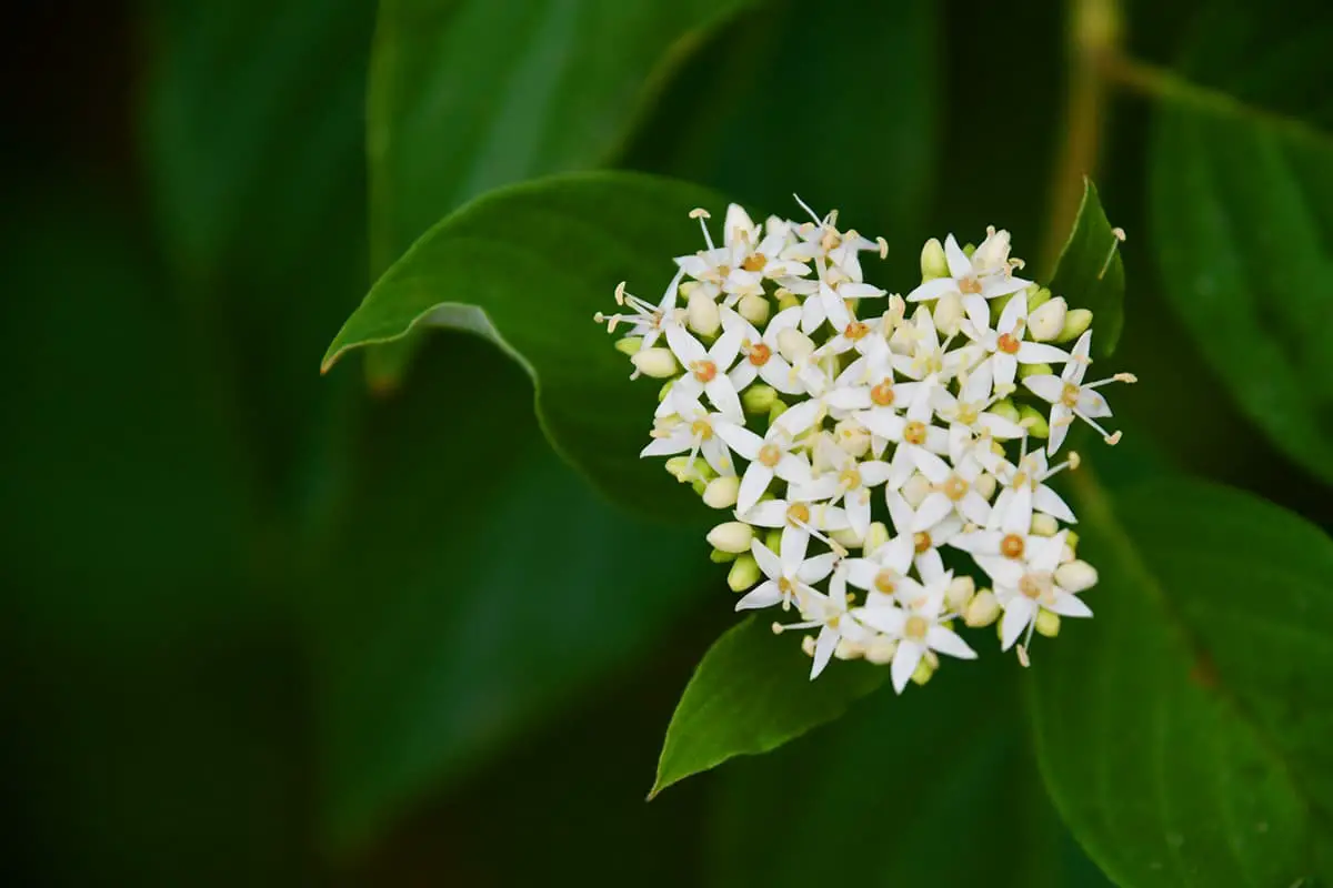 Cornus alba