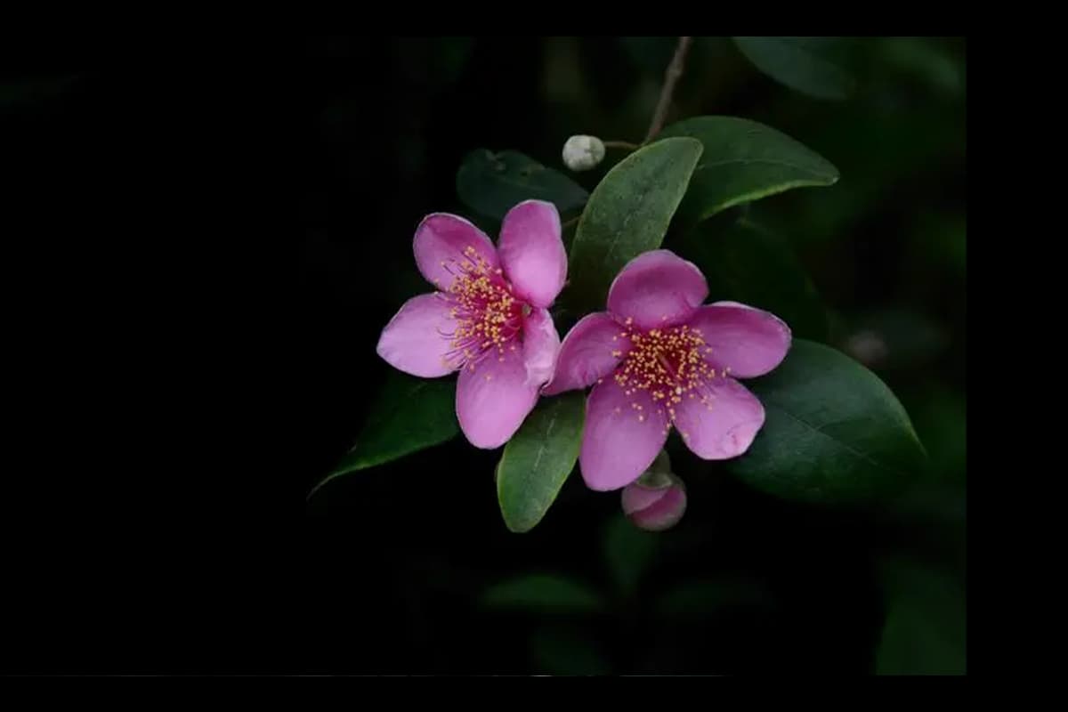 Rhodomyrtus tomentosa