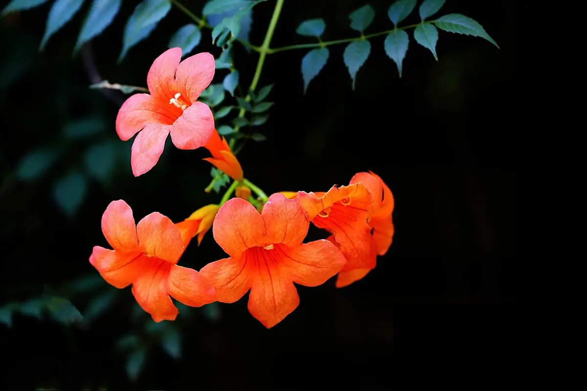 Campsis grandiflora