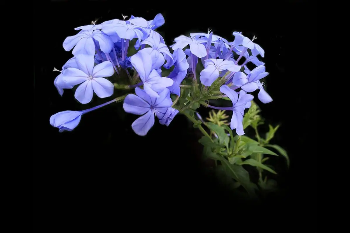 Fiori da coltivare in estate