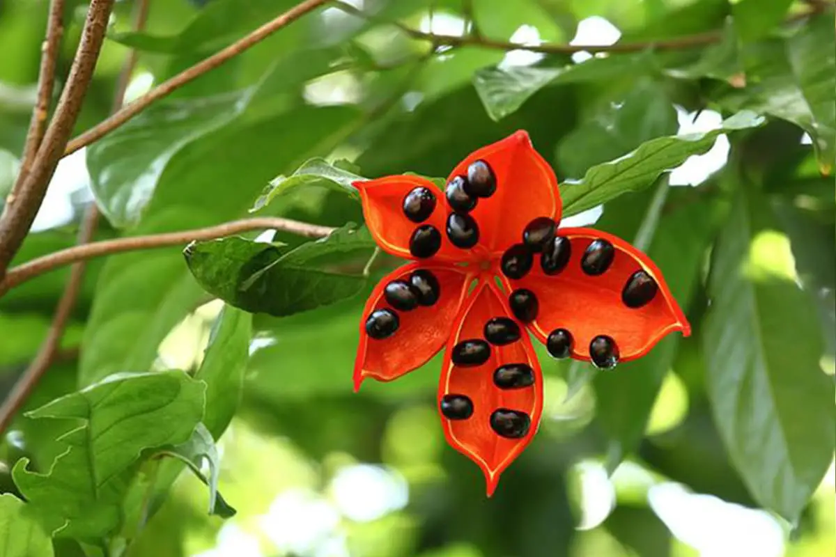 Sterculia monosperma