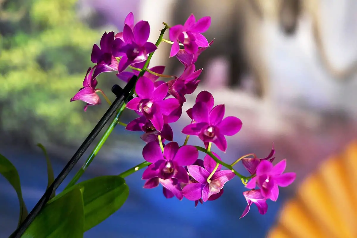 Dendrobium nobile