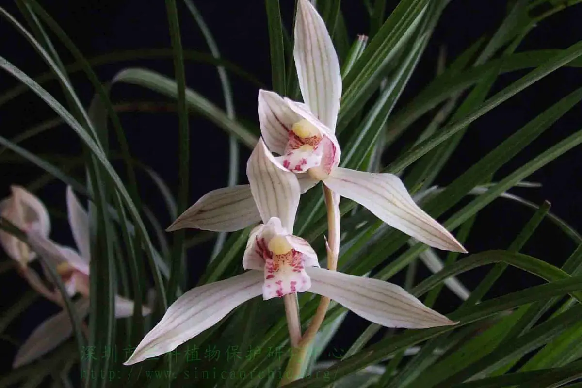 Cymbidium tortisepalum Fukuyama