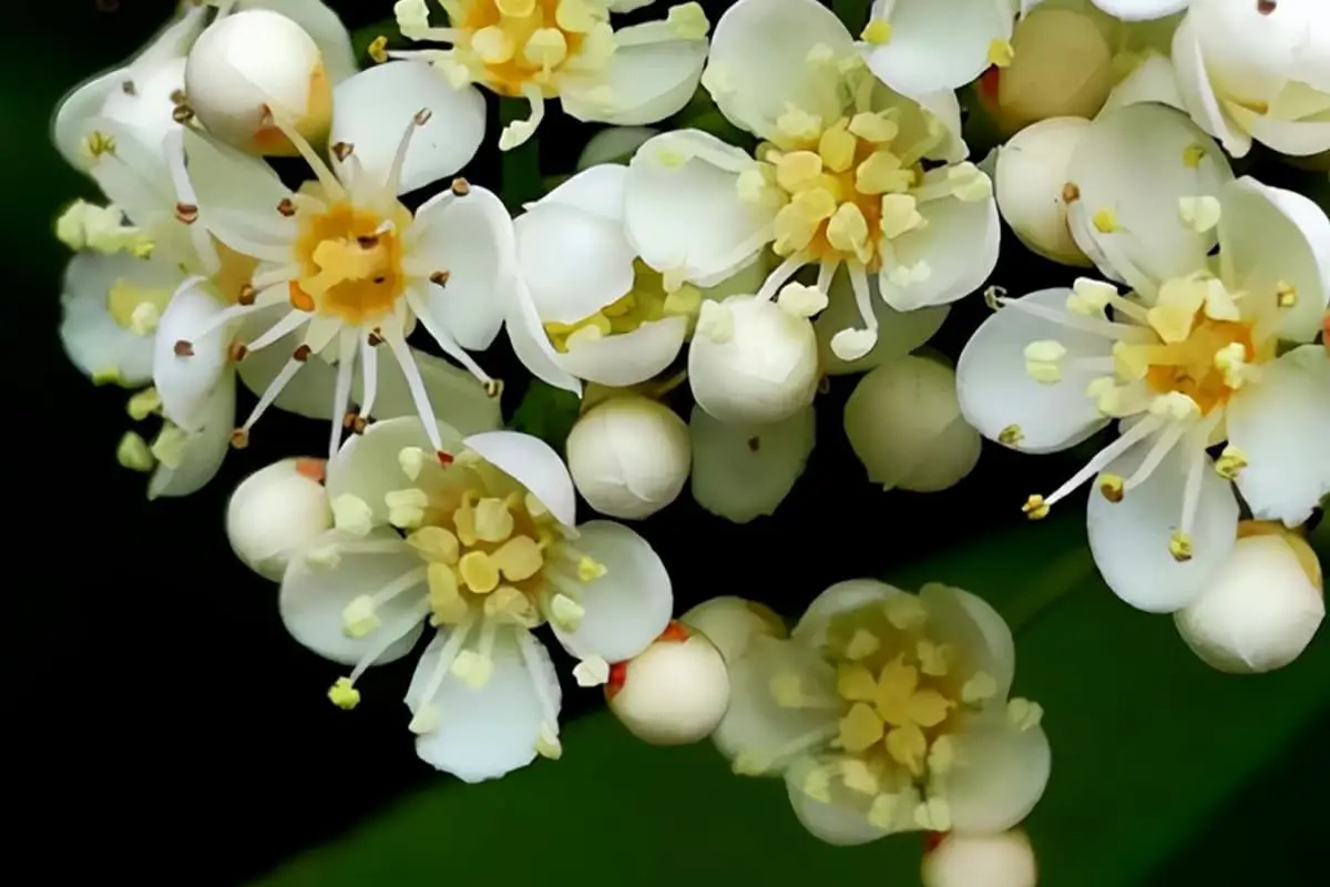 Photinia serratifolia