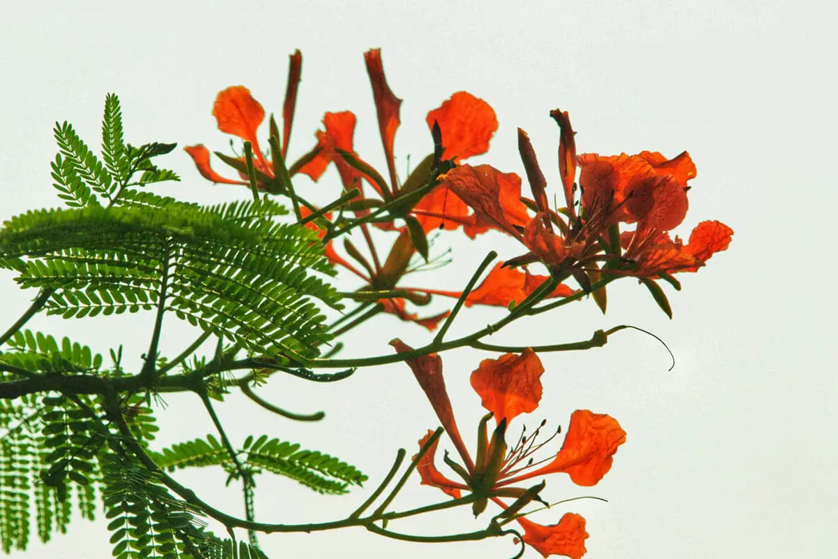 Delonix regia