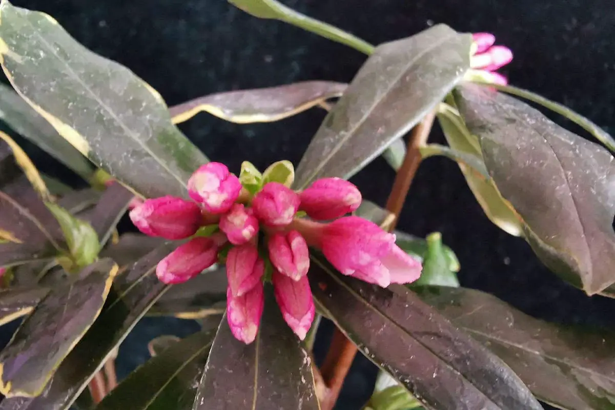 Daphne Odora "Aureomarginata”