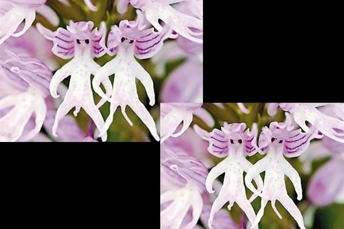 Orquídea Homem Nu