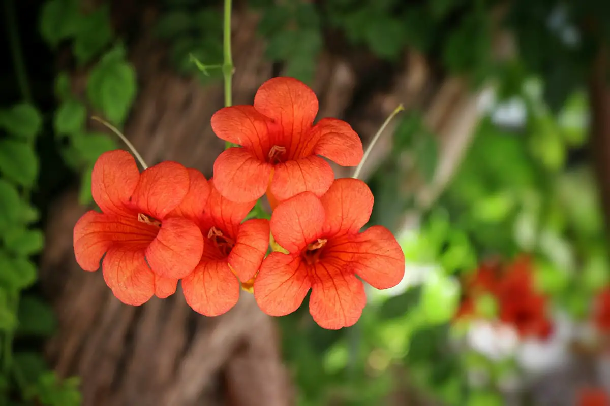 Fiori da coltivare in estate