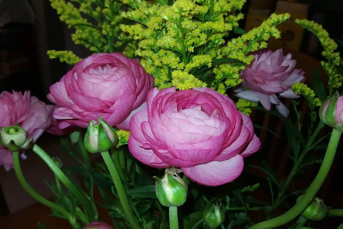 Ranunculus asiaticus