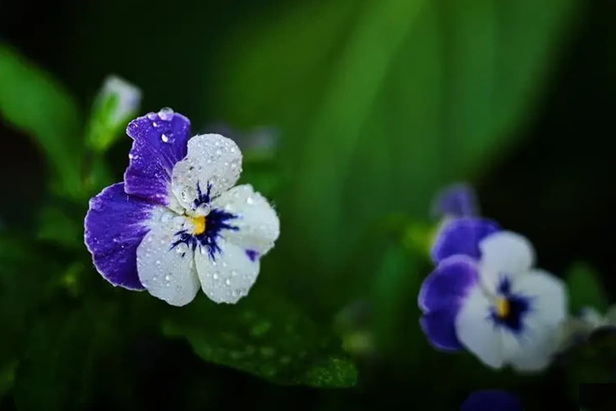 Iris japonica