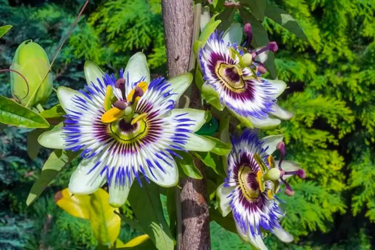Passiflora caerulea