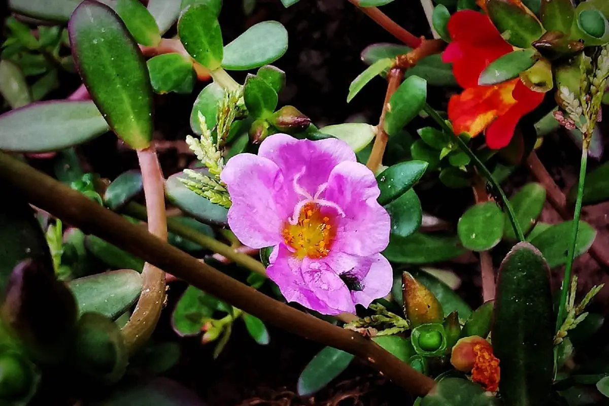 Portulaca grandiflora