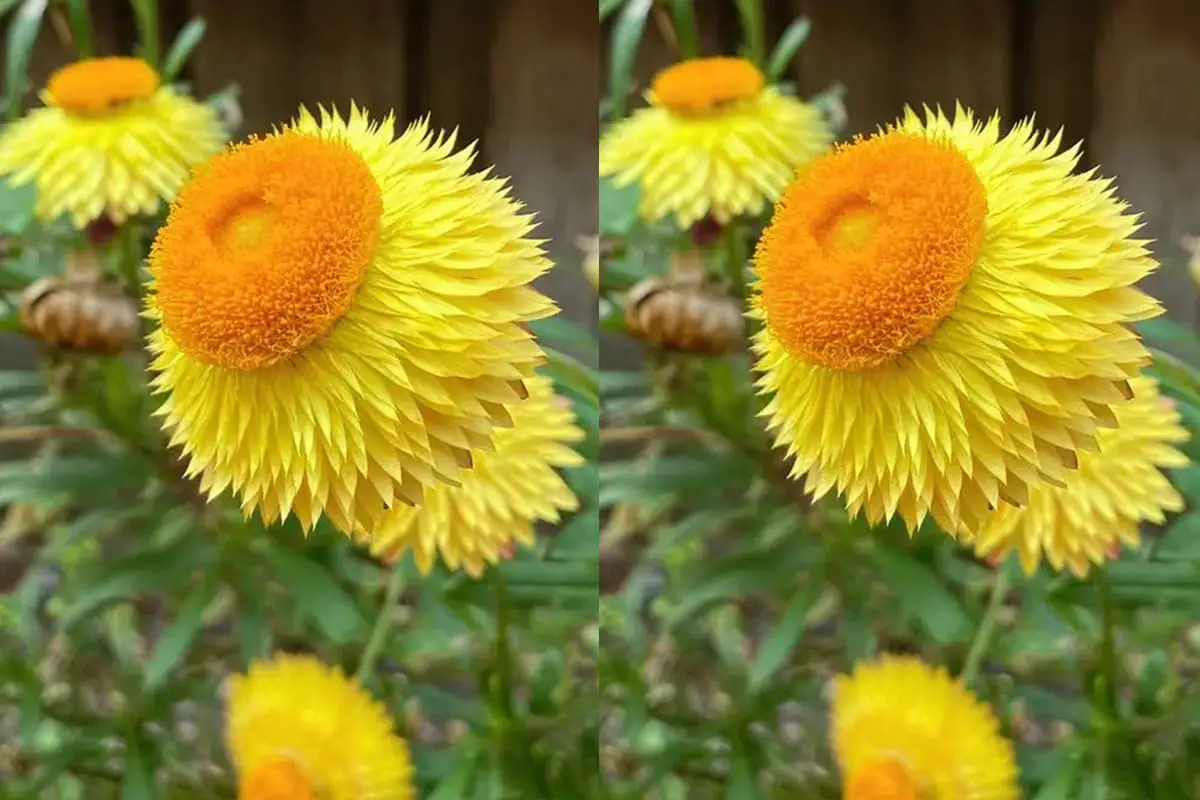 Xerochrysum