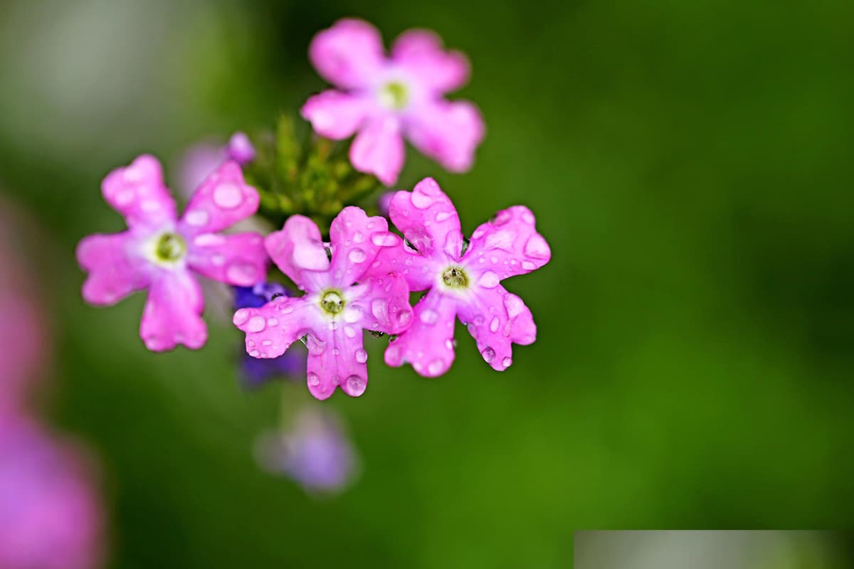 秋に咲く花