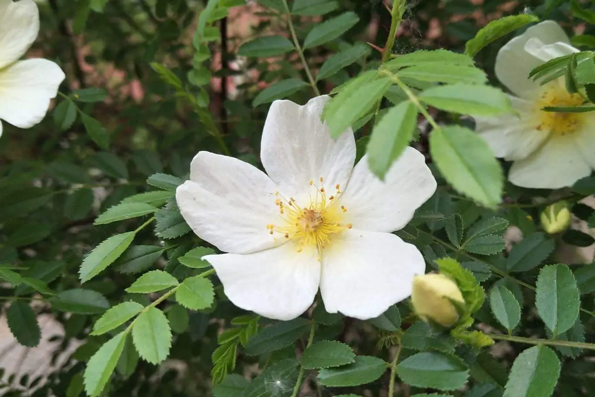 Rosa xanthina Lindl