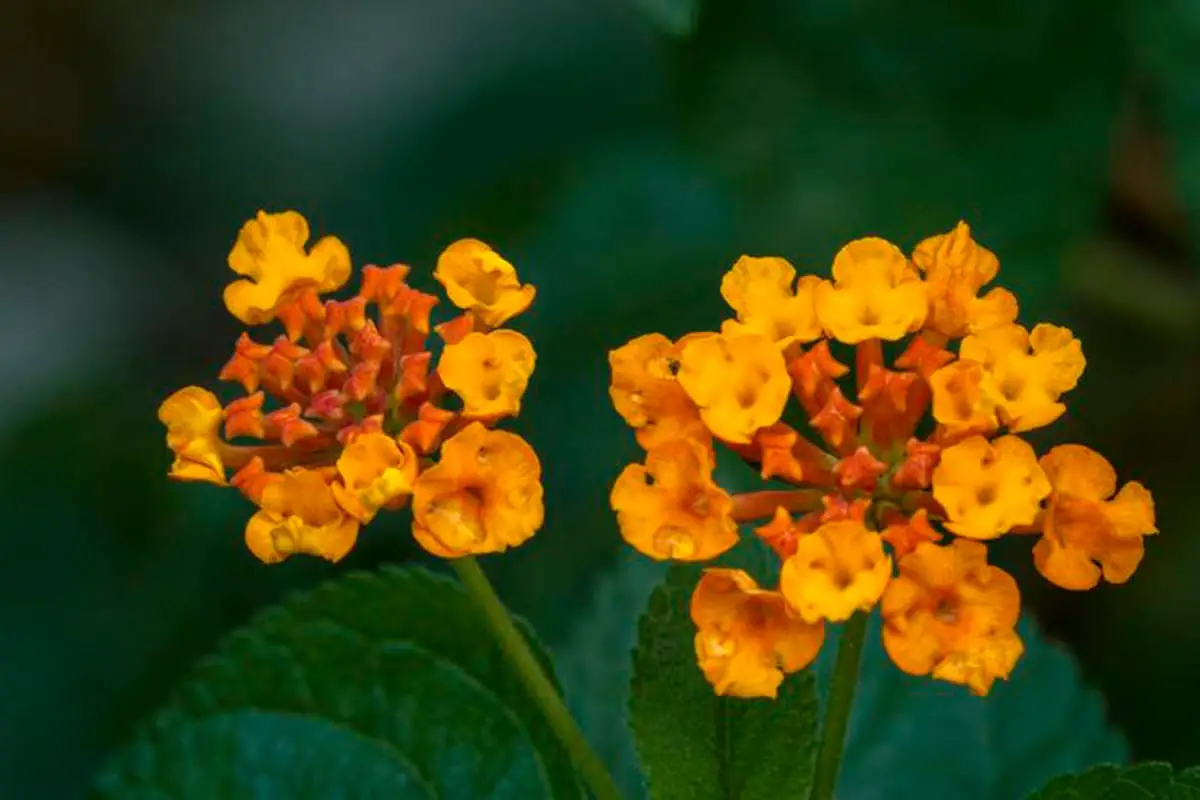 Lantana camara