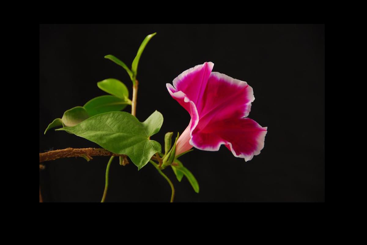 Ipomoea nil