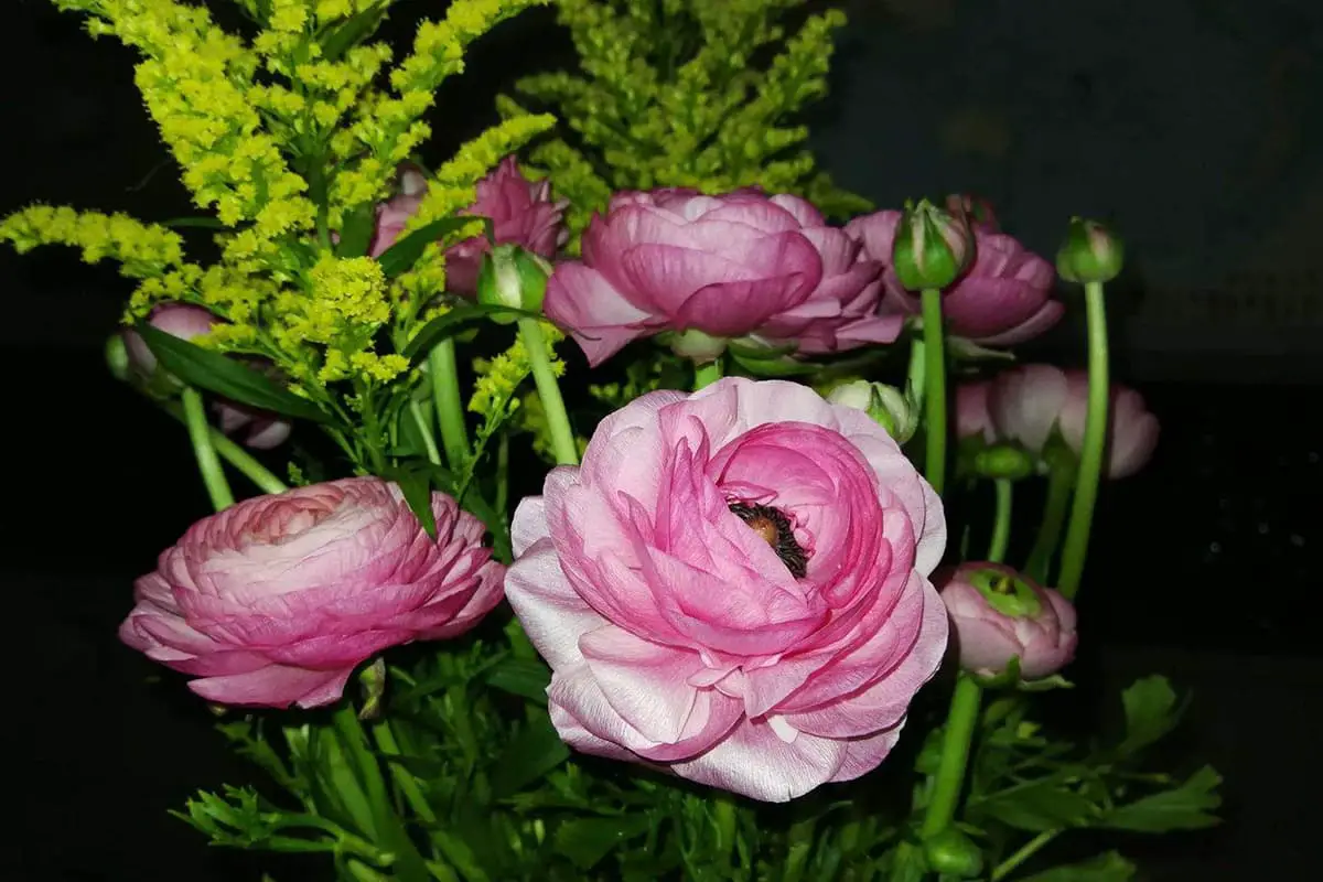 Ranunculus asiaticus