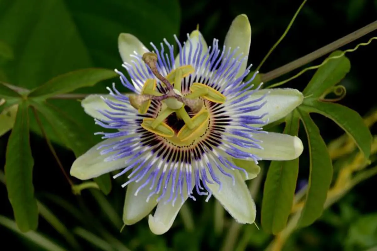 Passiflora caerulea